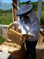 activités-nature _ abeilles