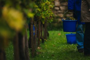 Image du vignoble