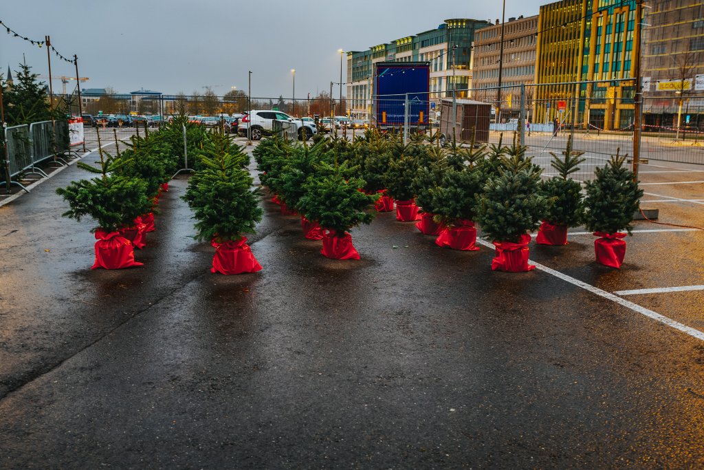 Vente de sapins