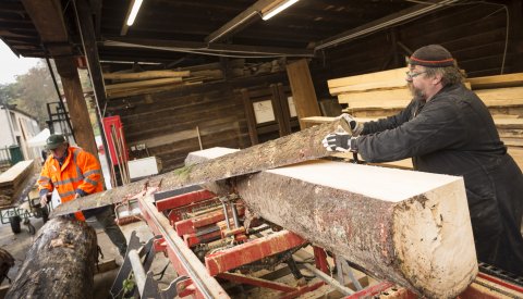 employés du service du patrimoine naturel sciant du bois