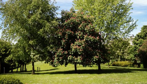arbres dans le parc de la résidence pour personnes agées G.-D. Joséphine Charlotte "Konviktsgaart"