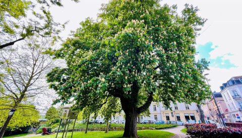 nos arbres