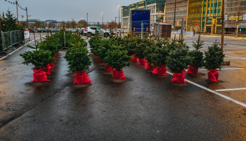 Vente de sapins