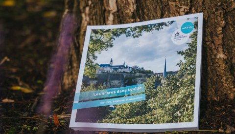 Photo de la brochure dans la nature, près d'un arbre