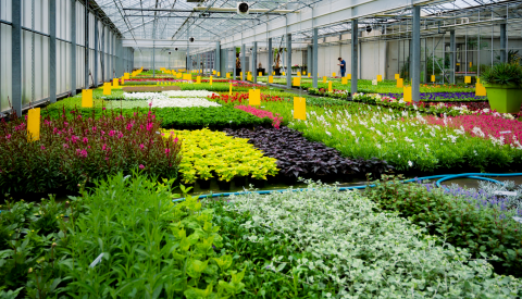Image de plantes et de fleurs à l'intérieur d'une serre